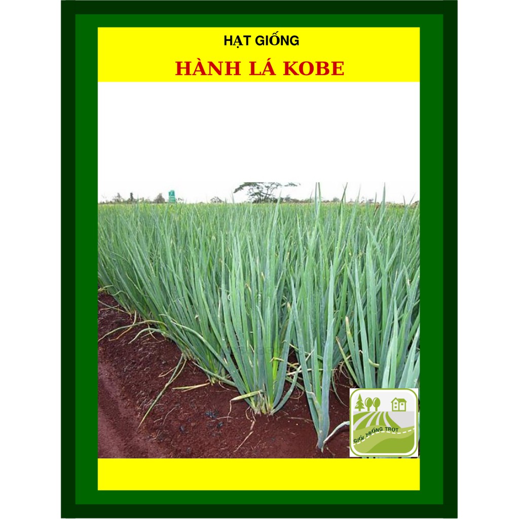 10G - Hạt Giống Hành Lá Kobe Cây Cứng, Dày, Thơm
