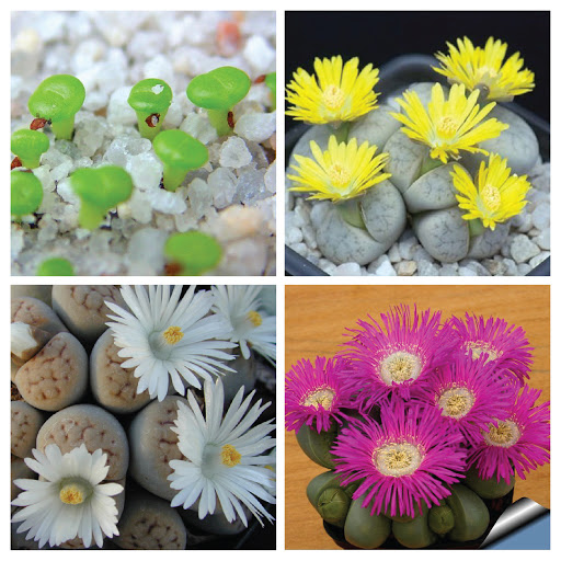 Mixed Live Stone (Lapis Lazuli) Seeds – 15 Seeds