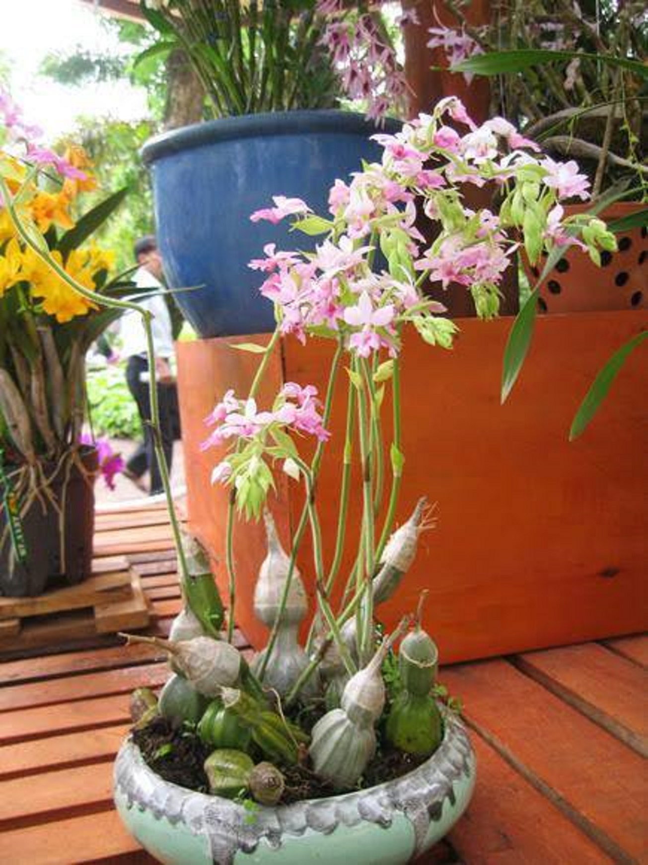 com bo 5 củ túy lan rừng Ninh Thuận