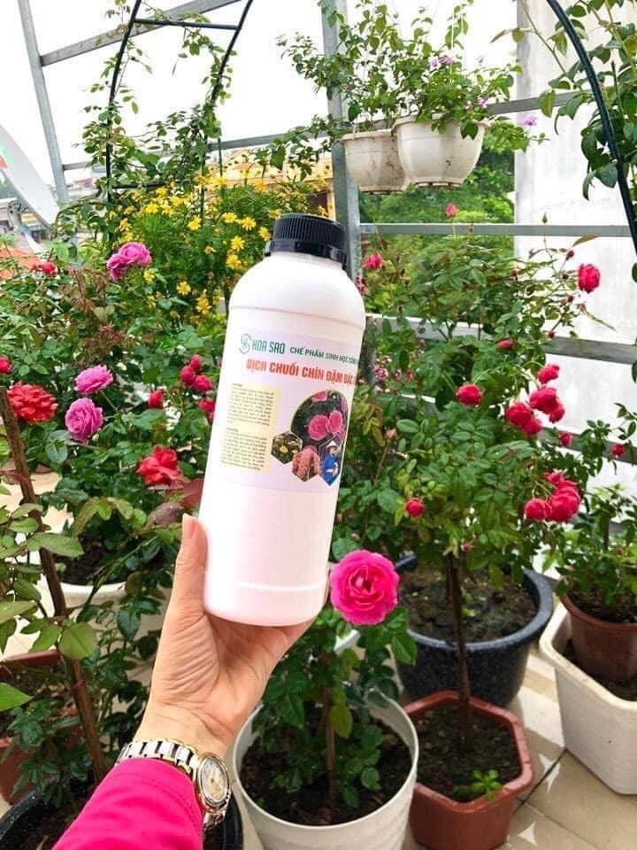 Dịch chuối chín đậm đặc dùng cho cây