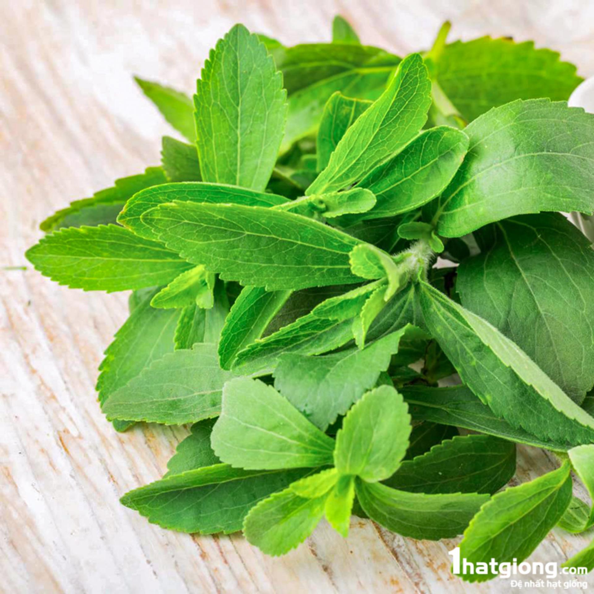 0.1gr Hạt giống Cỏ ngọt (tặng Kích nẩy mầm, Hướng dẫn ươm)