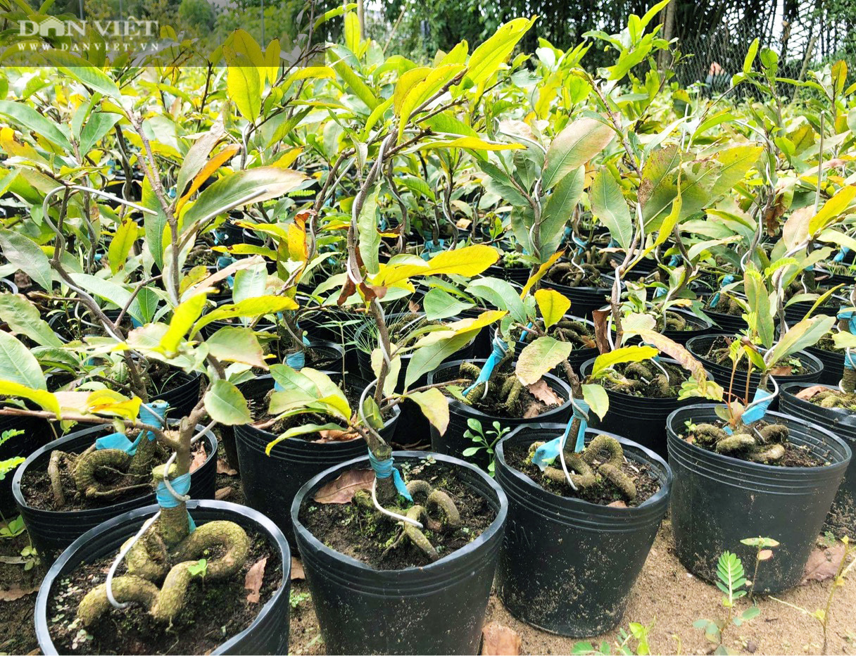 Mai Giảo Phú Tân cỡ trung , Cây mới về Cây đẹp cực tươi tốt