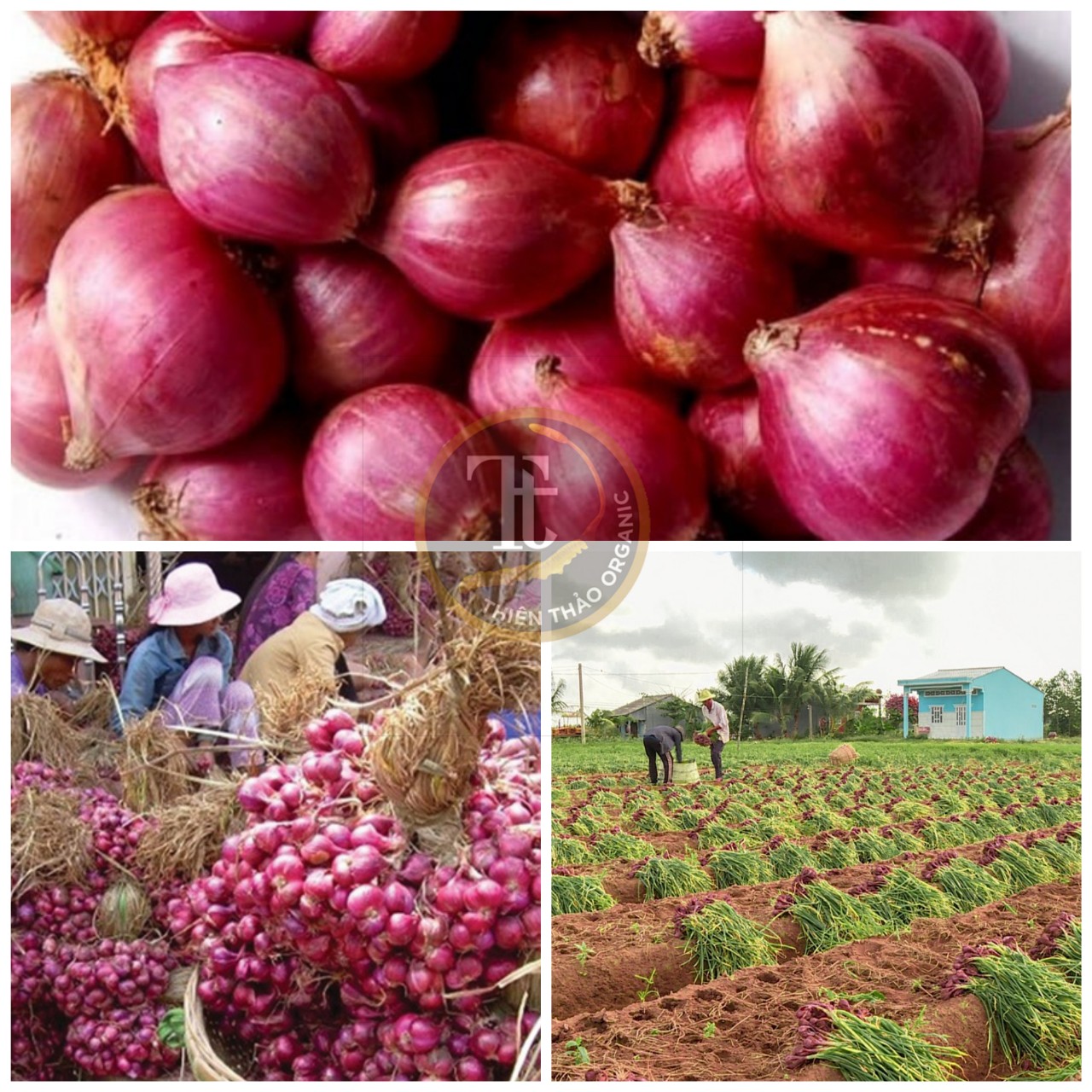 500gr Hành tím cô đơn củ lớn thơm nồng Thiên Thảo Organic