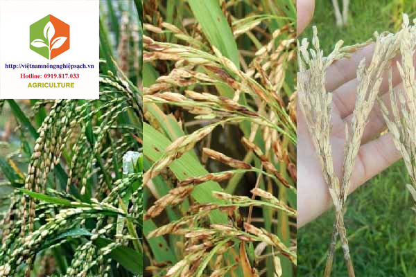 HELP 400SC – TRỪ BỆ-NH LEM LÉP HẠT, ĐẠO ÔN VÀ KHÔ VẰN TRÊN CÂY LÚA