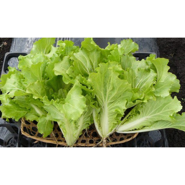 Hạt giống cải bẹ dún sen vàng gói 10gram