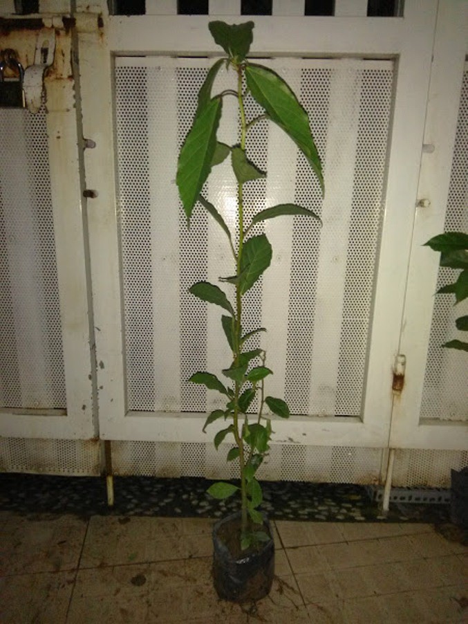Cây sung giống - chiều cao khoảng 80cm