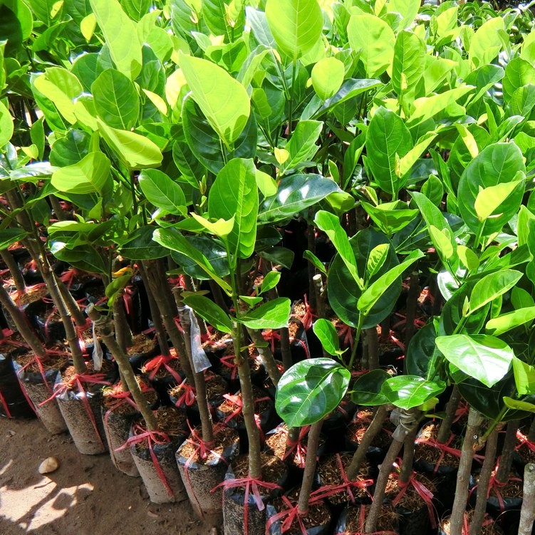 Mít thái siêu sớm giống chuẩn