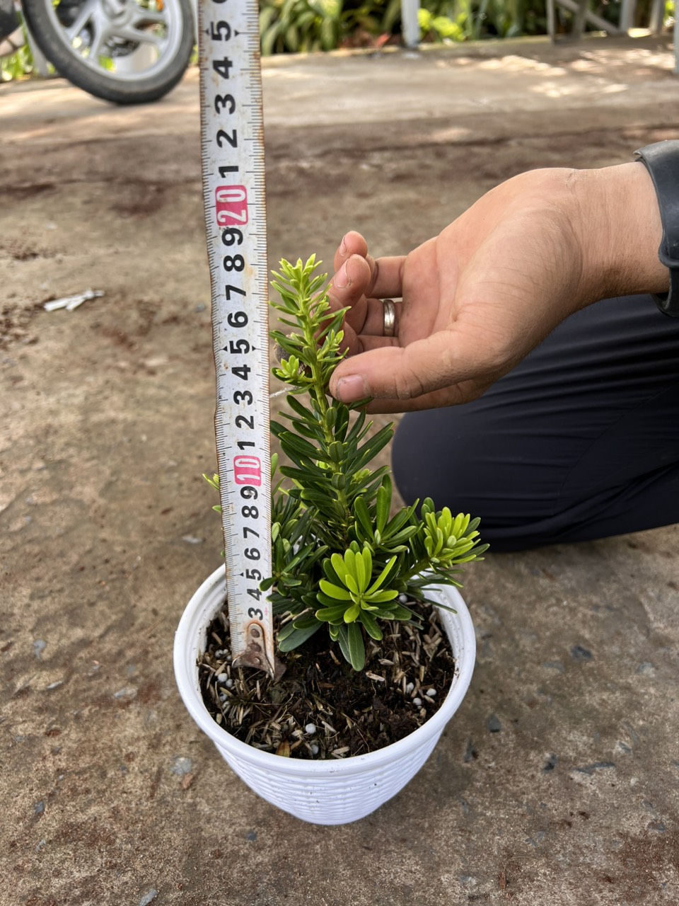 The tree of Perpetual diamond (the tree is 15 - 20cm high)