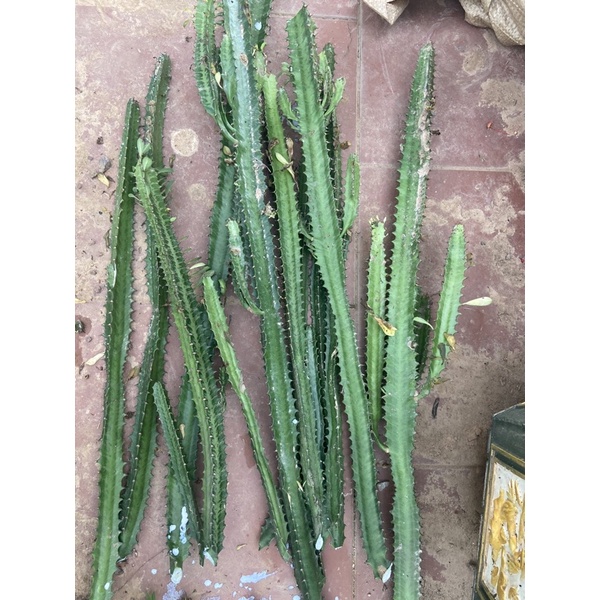 Xương rồng euphorbia