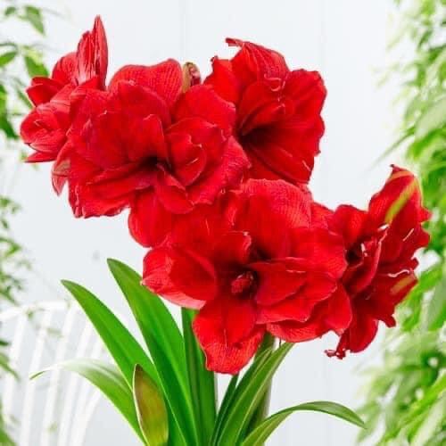 Hoa Lan Huệ kép (2 củ)
