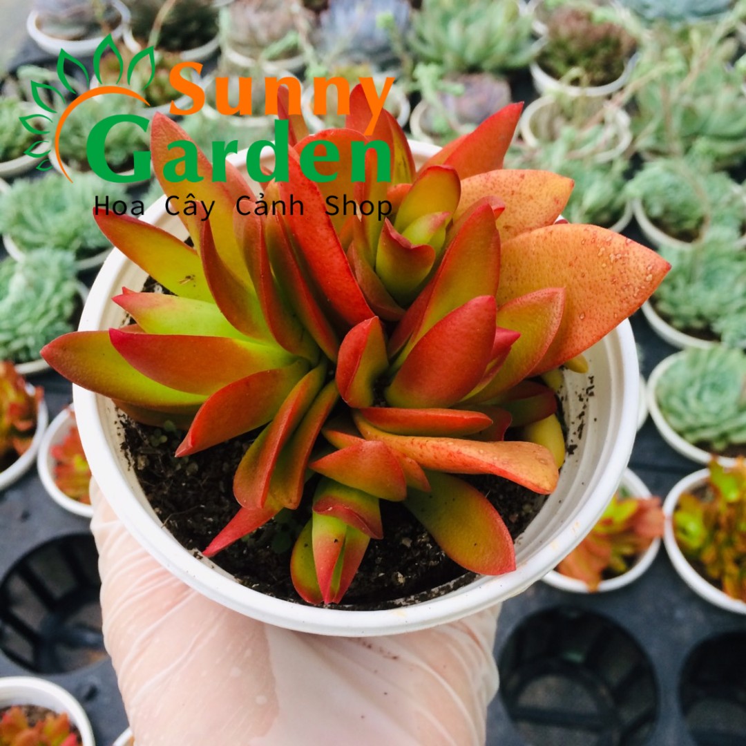 Sen Đá Tứ Phương Đỏ - Chậu Trung