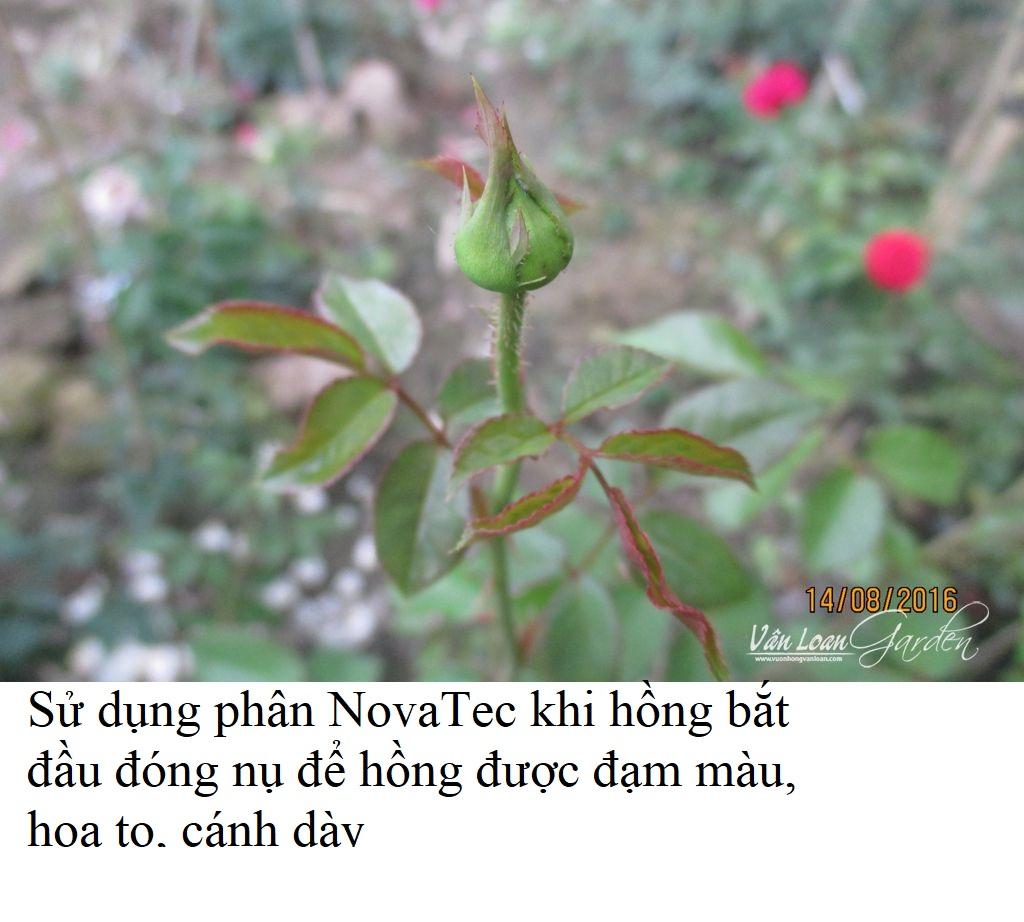 Phân bón cao cấp NK NovaTec Premium 1kg