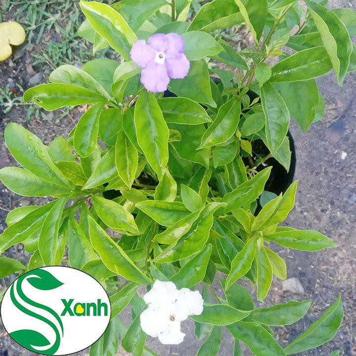Cây Hoa Lài Nhật, Nhài Nhật