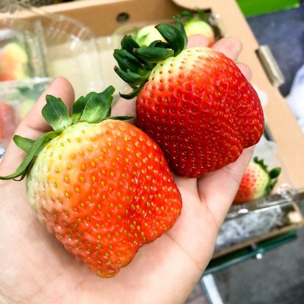 282A Hạt Giống Dâu Tây Hàn Quốc 50 Hạt