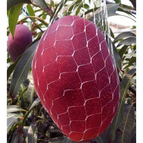 Cây giống xoài đỏ