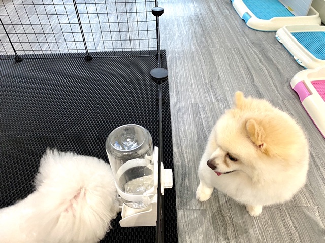 Bình nước gắn chuồng chó cưng - 2 chiều | BossDog