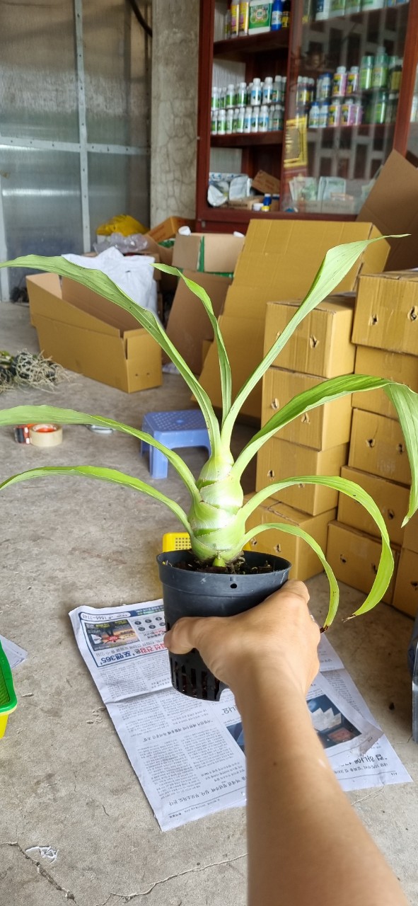 Thiên nga đen_Chậu F12