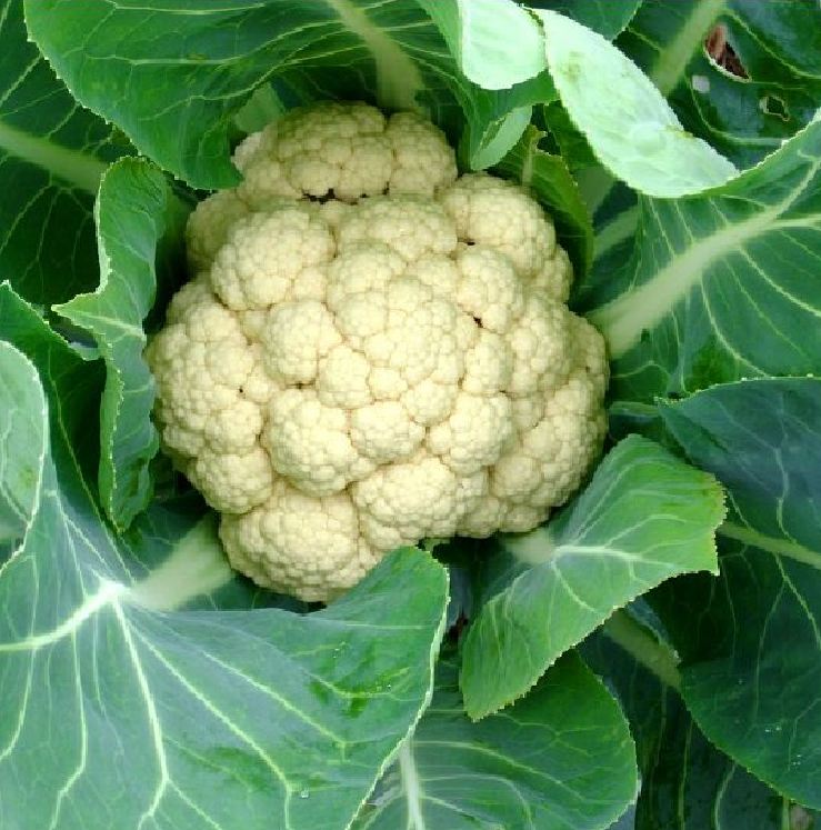 "Gói 0.2Gram "Hạt giống Súp lơ trắng [Seeds]