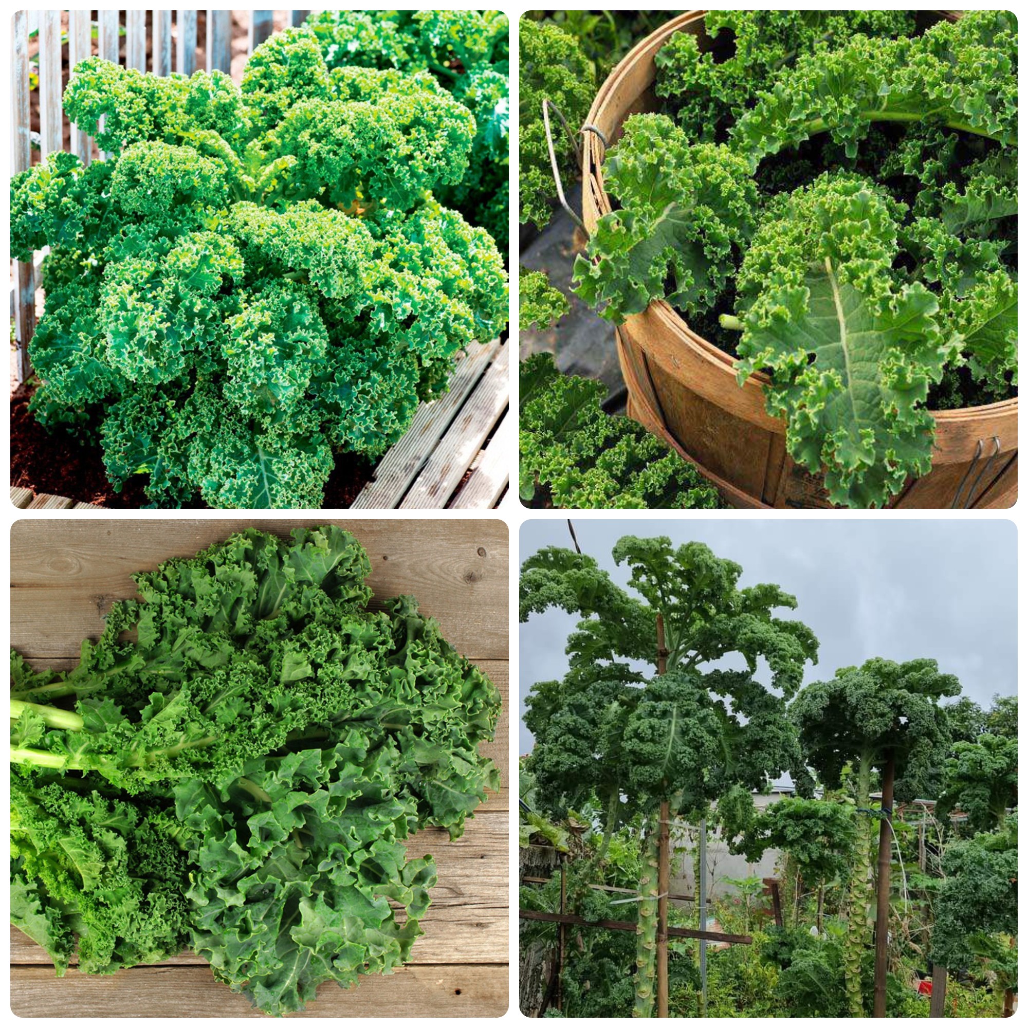 Hạt giống Cải Xoăn Kale gói 5gr~500 hạt, chịu nhiệt, trồng quanh năm