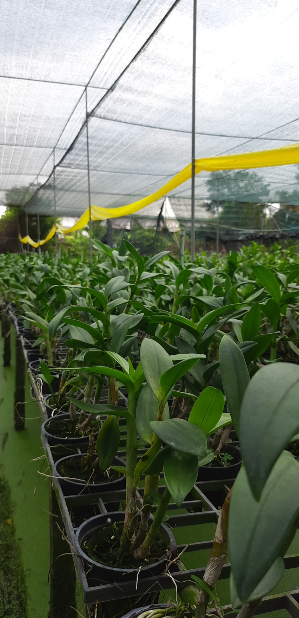 Denro Ceasar Red / Hoàng Đế Đỏ