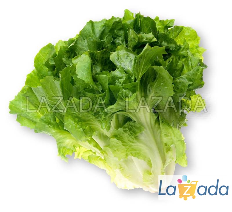 5Gr Hạt Giống Xà Lách Escarole Carol (B2.201| C17*V54*M119)