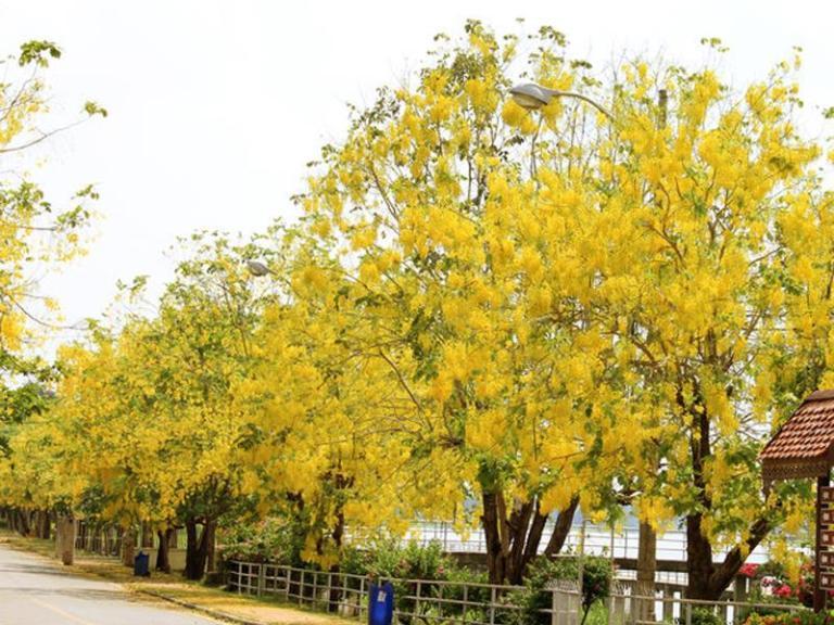 1 Cây osaka (muồng hoàng yến)