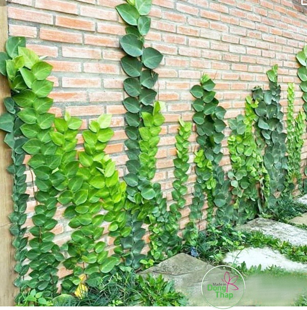 Khoinghiepdongthap- Cây Tắc kè Thái - tặng phân bón - hoa kiểng lá - trang trí nội thất cảnh quan sân vườn ngoài trời