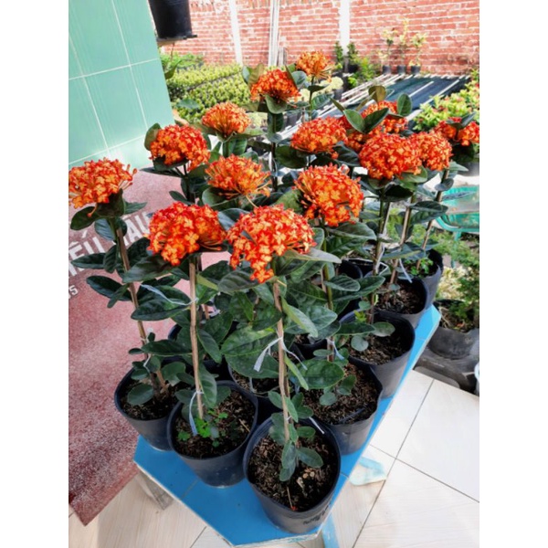 cây mẫu đơn thái phụng hoàng cam