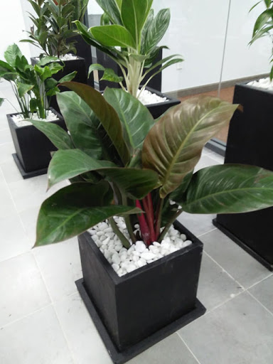 Chậu cây trầu bà đế vương tím- cây nhỏ