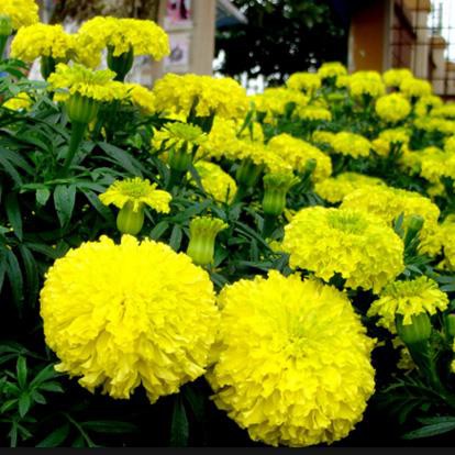 Hạt giống hoa Cúc Vạn Thọ Vàng