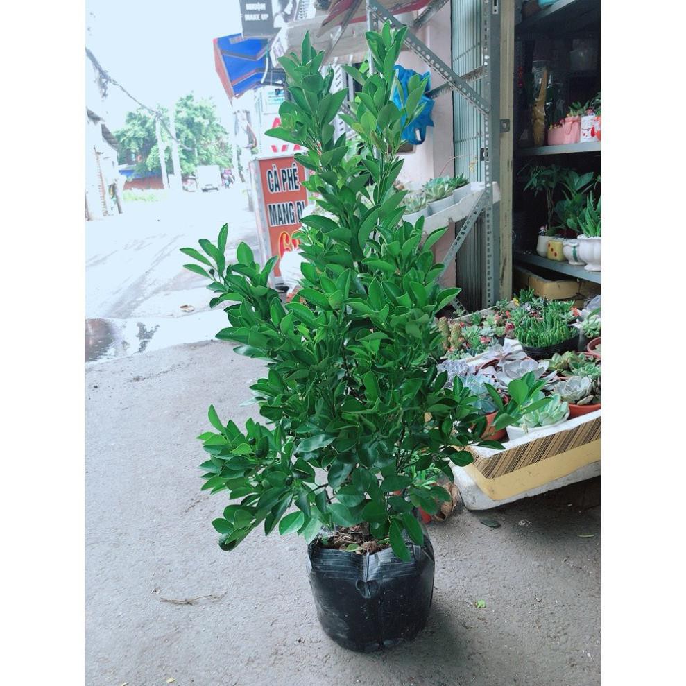 Cây quất đang ra quả cây khỏe