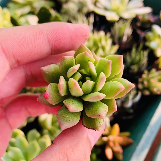 SEN ĐÁ MẶT TRỜI SIZE MINI KHOẺ ĐẸP LỖI 1 ĐỔI 1