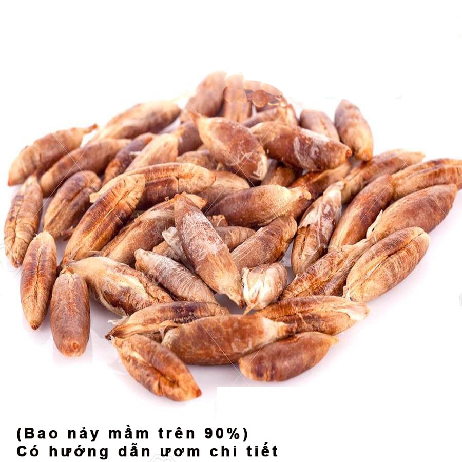 Hạt giống cây chà là Israel- 1 gói 5 hạt ( nảy mầm tốt )