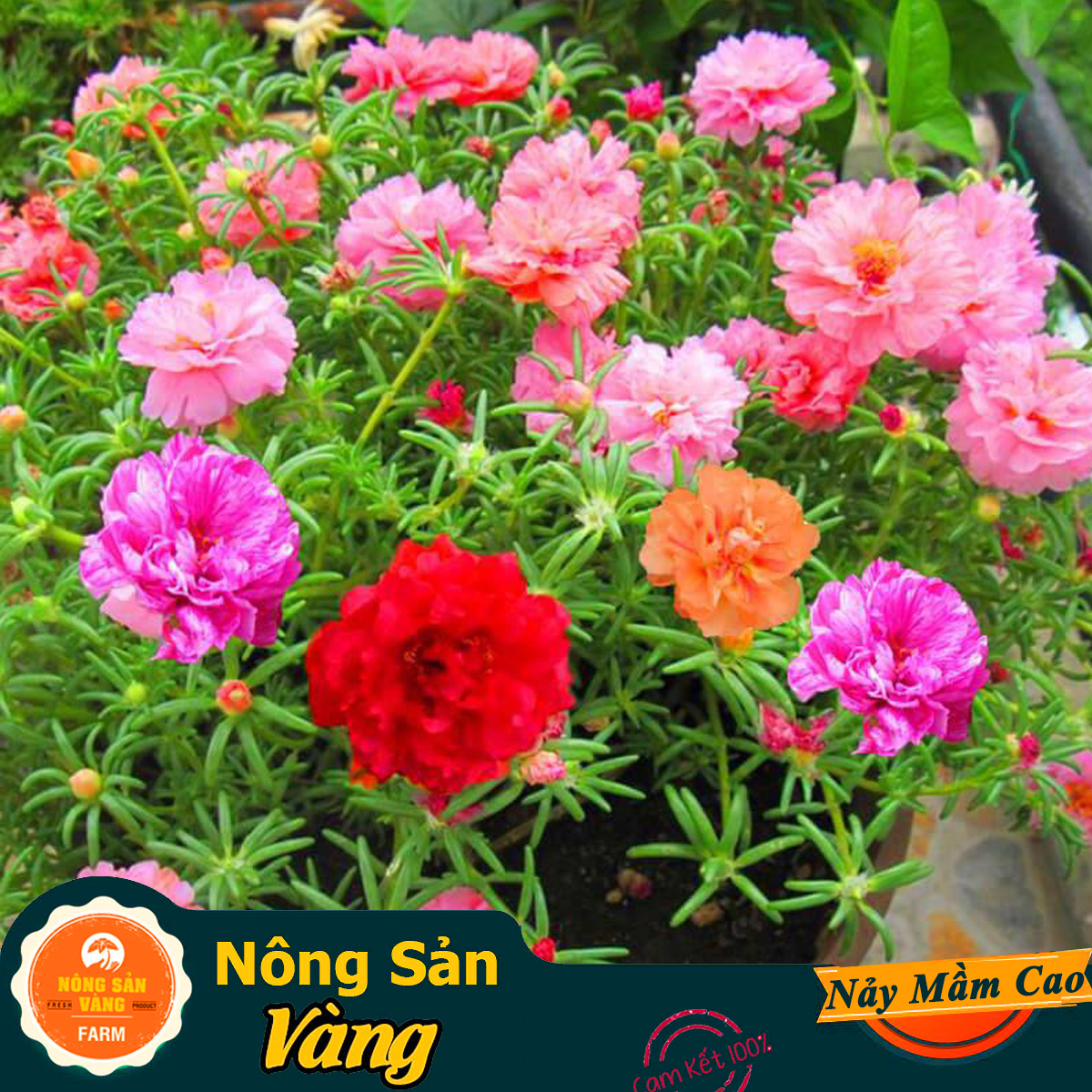 Flower seeds ten hours US dual multi-color, very fast, grows close to Earth and flower color very beautiful (pack 500 seeds)-shallow gold