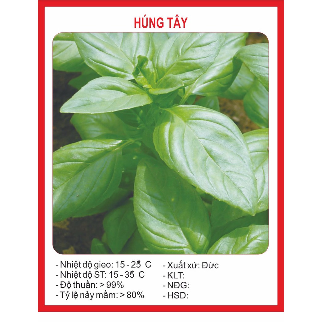 Hạt Giống Húng Tây - 0.5gram~200H