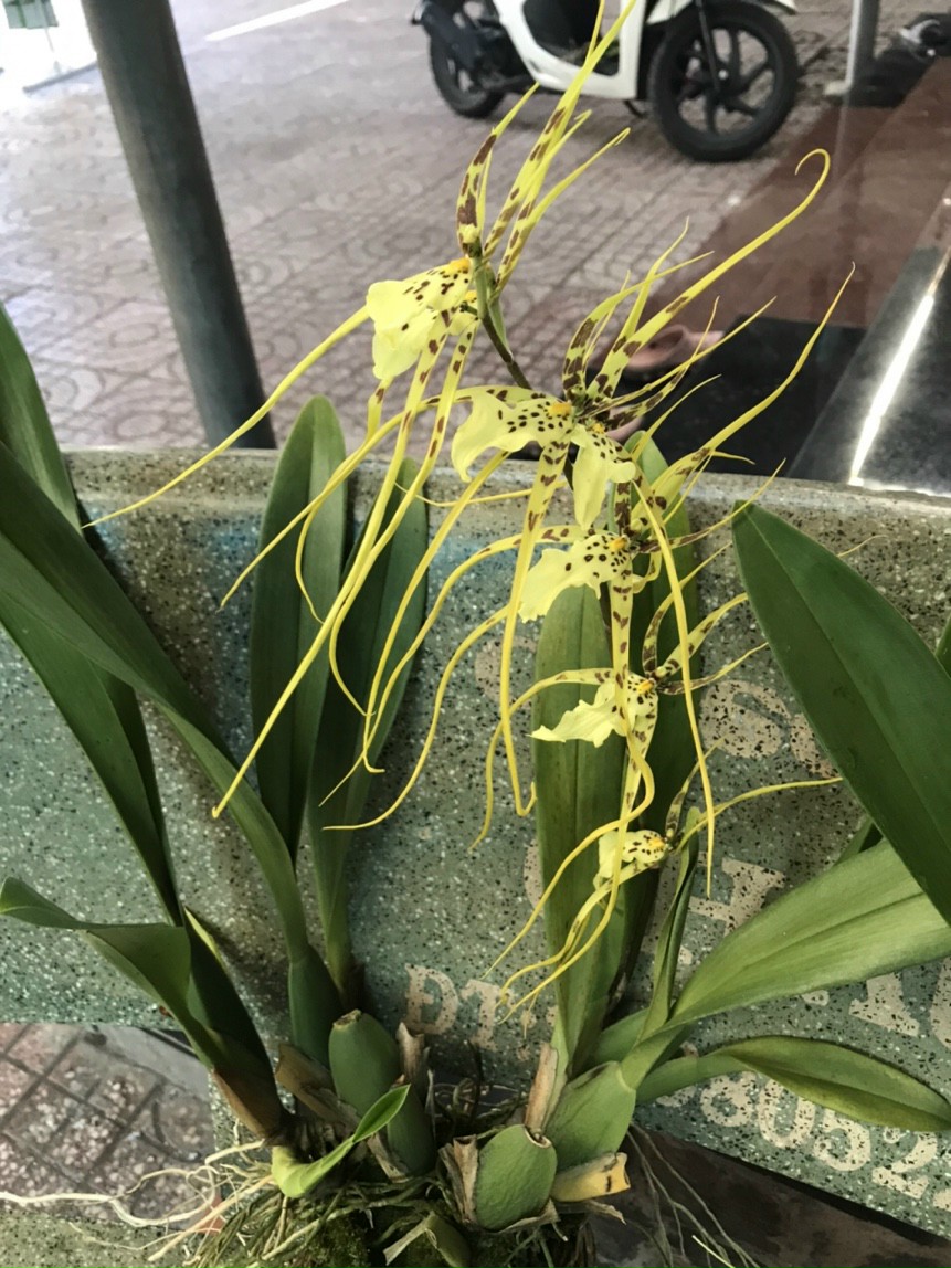 VŨ NỮ NHỆN XANH - chậu trưởng thành