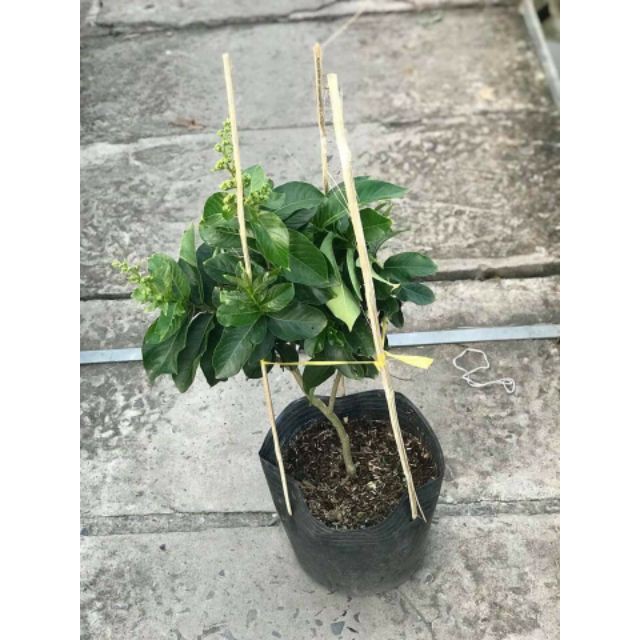 [ XẢ - CẮT LỖ] Bằng lăng Thái