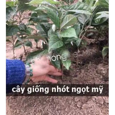 CÂY NHÓT NGỌT MỸ