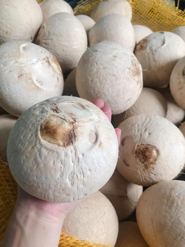 Dừa xiêm trọc Bến Tre
