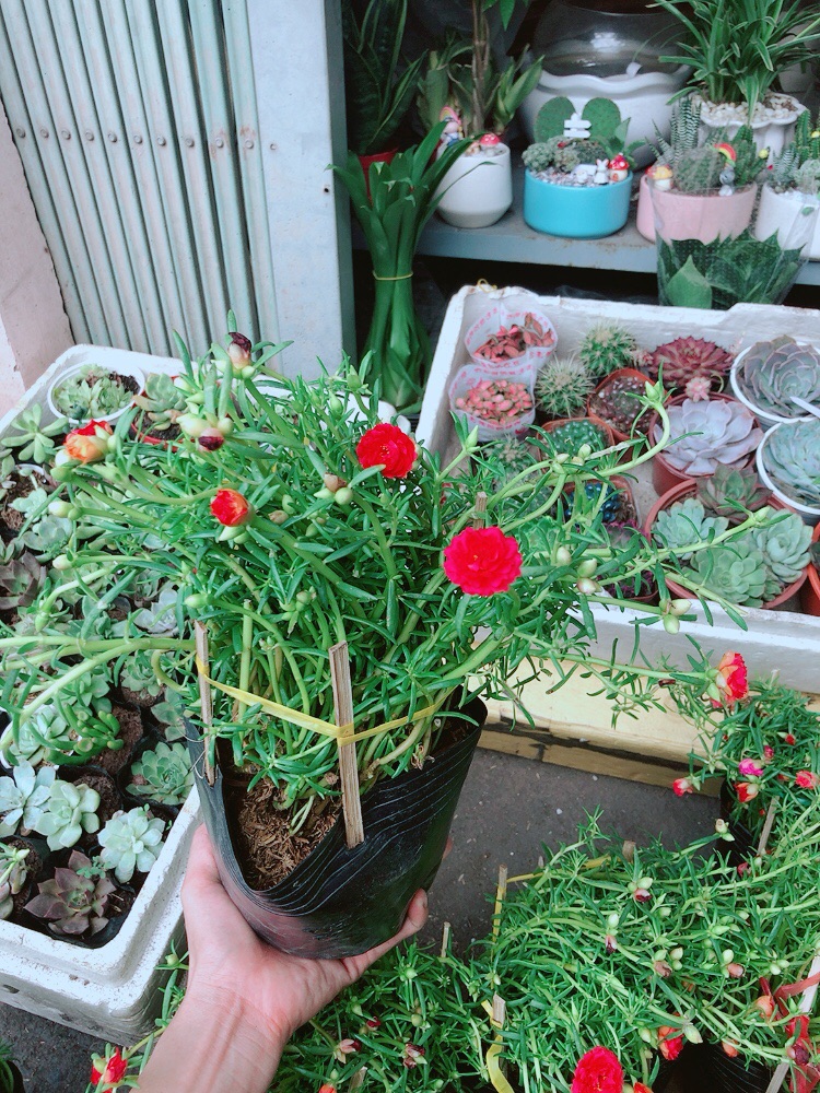 Hoa mười giờ mỹ (3 màu)