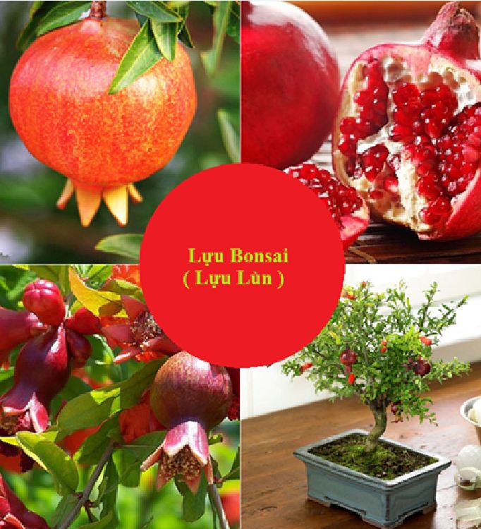 Hạt Giống Lựu Cảnh Lùn ( lựu bonsai ) ( 10 hạt )