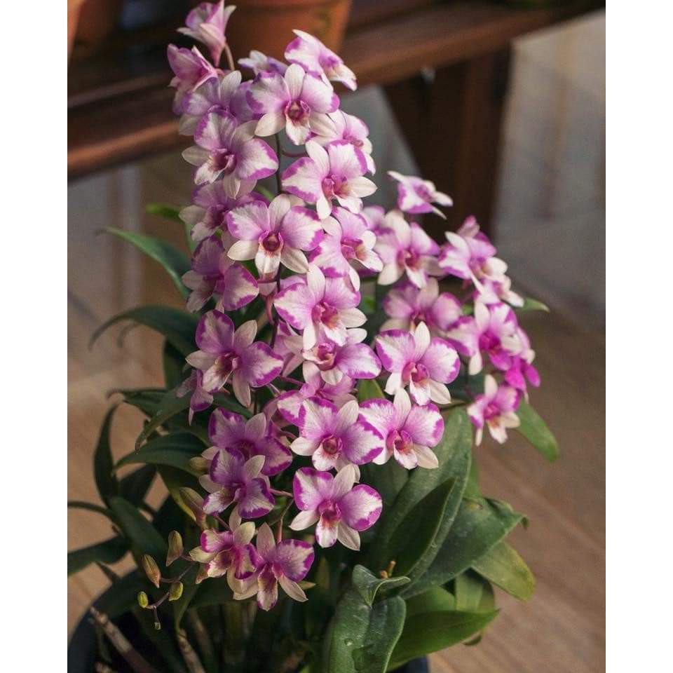 cây giống hoa lan dendro cao 10-20cm