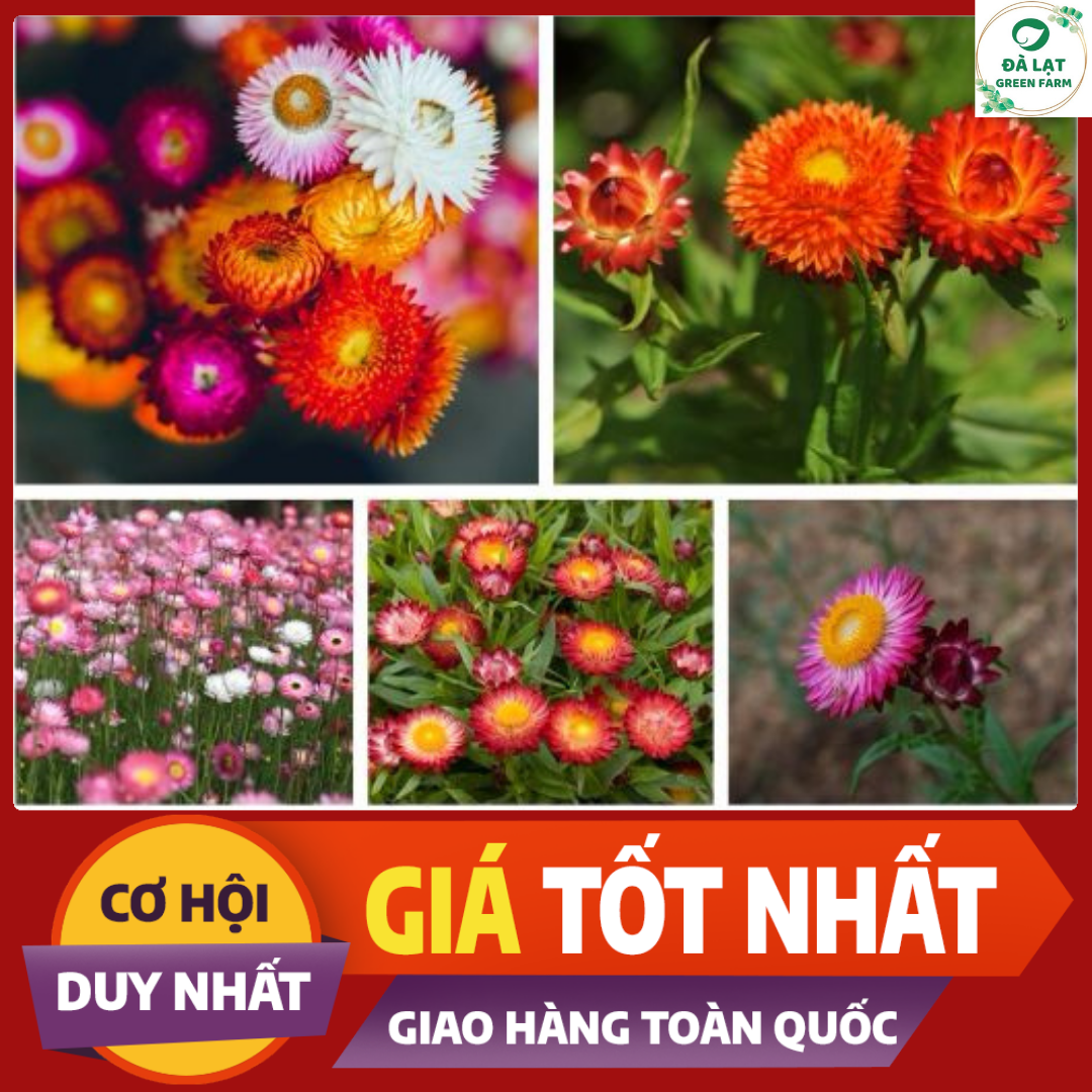 100H_HẠT GIỐNG HOA CÚC BẤT TỬ MIX MÀU