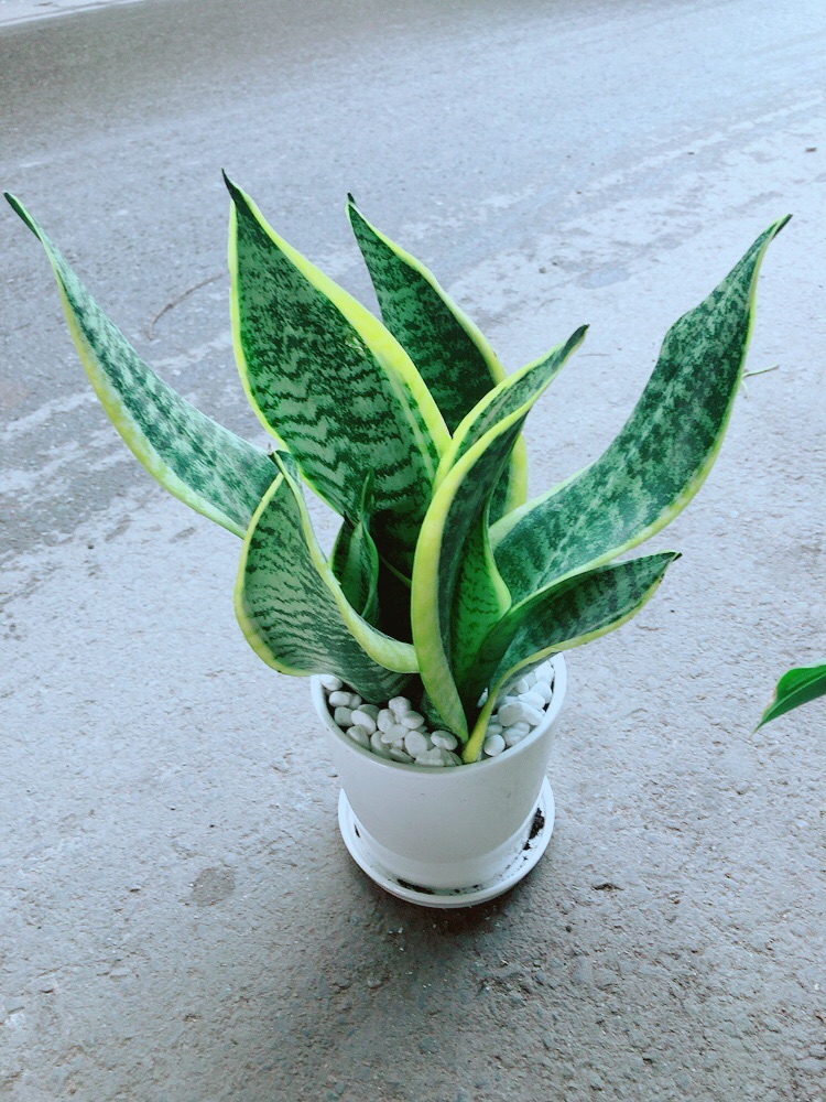 [HCM]Chậu Cây Lưỡi Hổ Cao