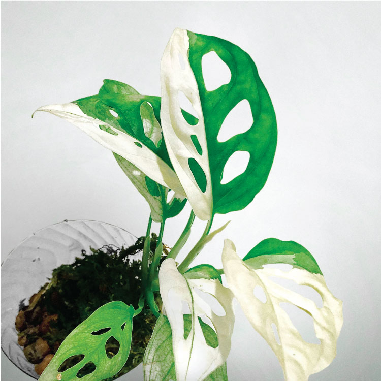 Trầu Bà Lỗ Var (Adansonii Albo) - Var trắng xanh