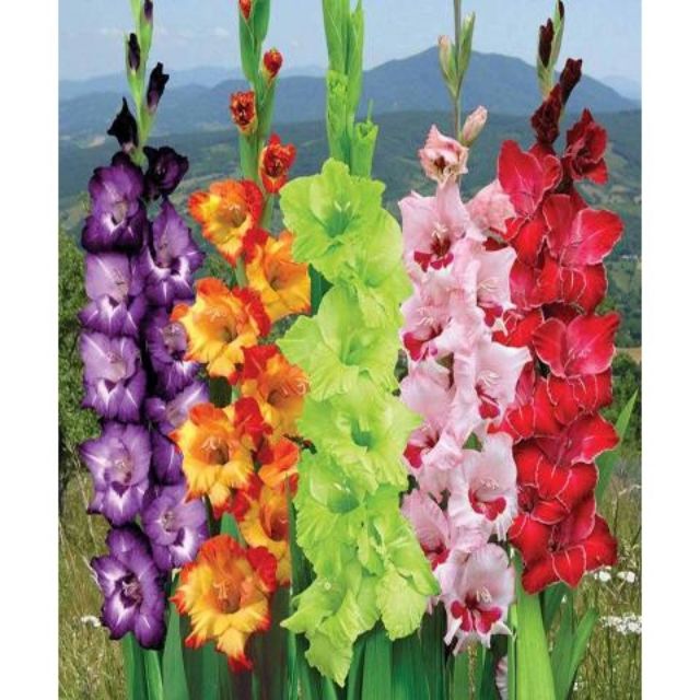 Combo 30 củ hoa lay ơn (Dơn) khách sỉ