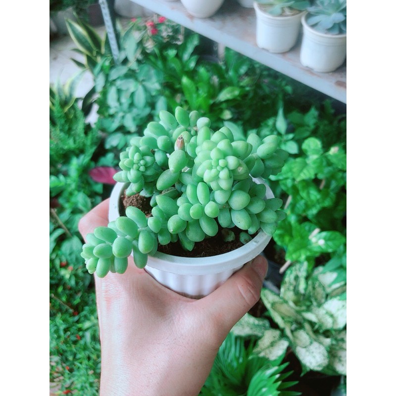 [HCM]Sen Đá Chuỗi Ngọc