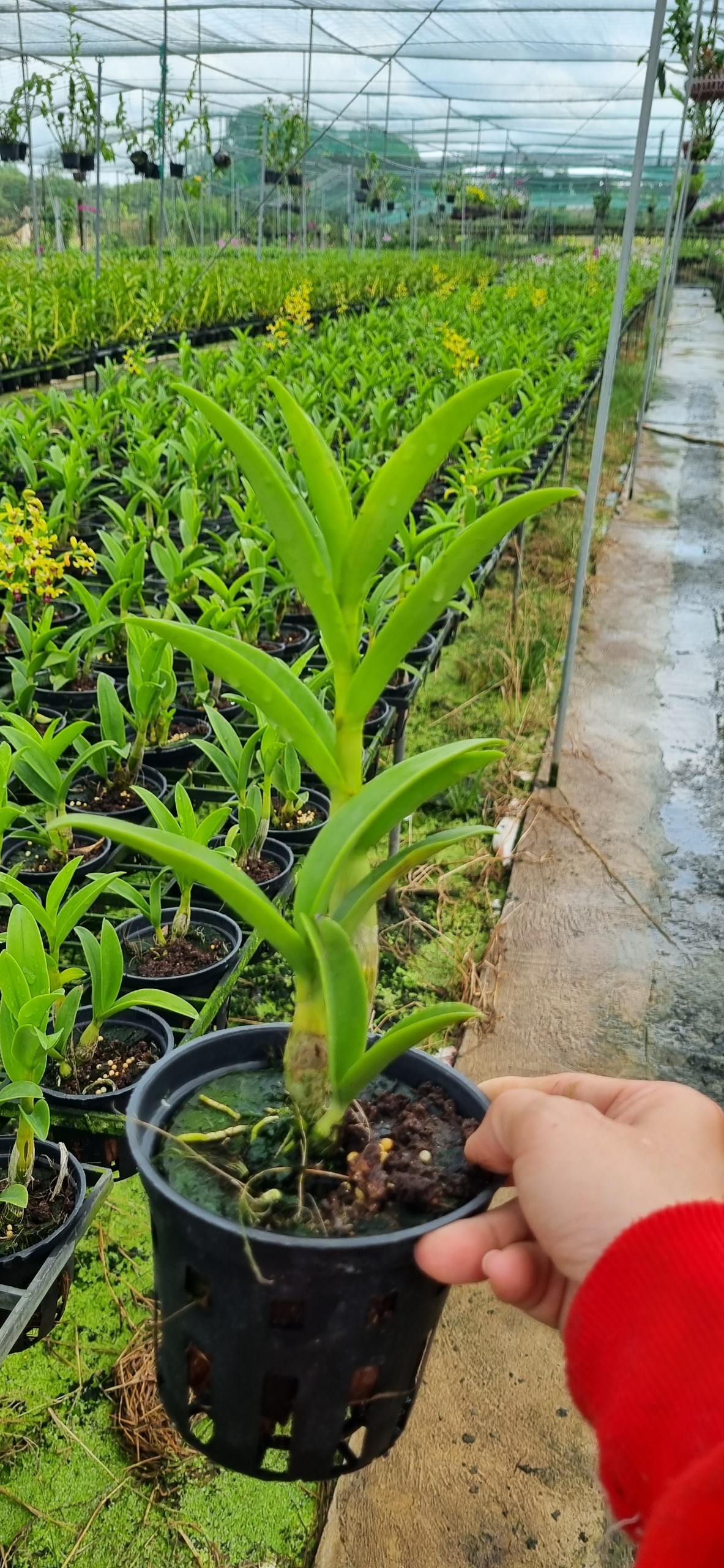 HOA LAN SING VÀNG ĐỎ