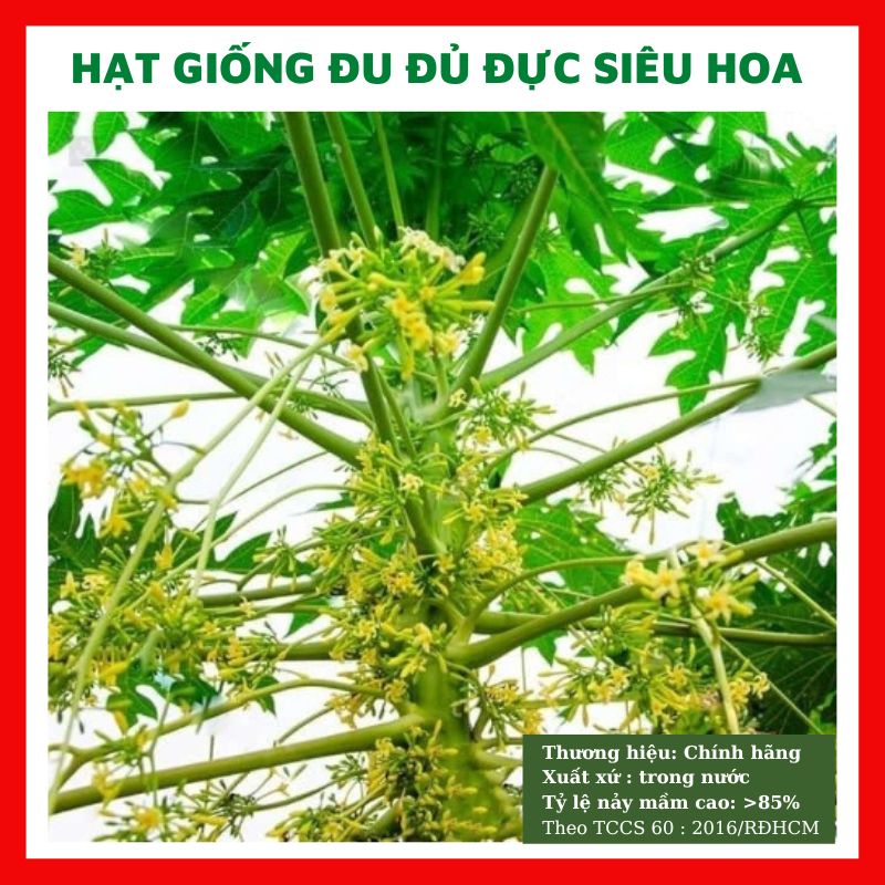 Combo 2 gói Hạt giống cây đu đủ đực -gói 20 hạt-tặng kèm gói phân bón lót