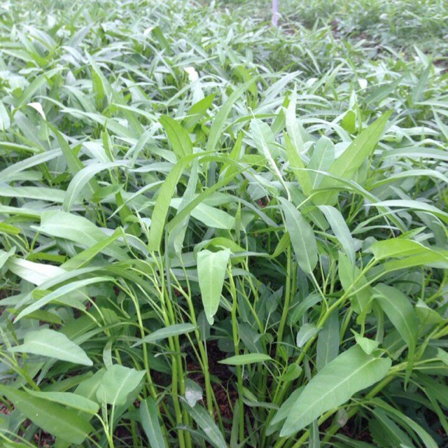 Hạt giống Rau muống lá tre cao sản PSV36 | Phởms Market